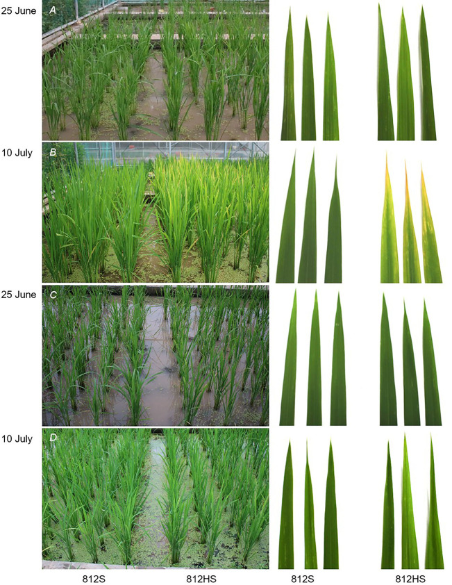 The photosynthetic function analysis for leaf photooxidation in rice.