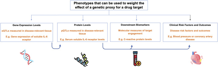 Mendelian randomization as a tool to inform drug development using human genetics.
