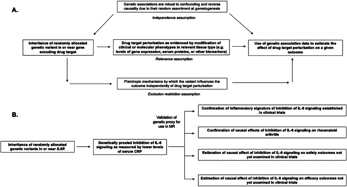 Mendelian randomization as a tool to inform drug development using human genetics.