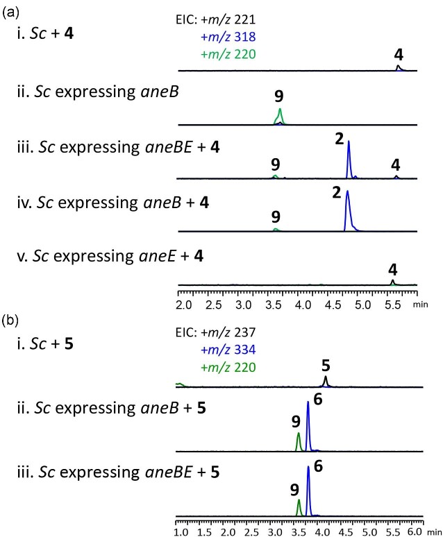 Characterization and catalytic investigation of fungal single-module nonribosomal peptide synthetase in terpene-amino acid meroterpenoid biosynthesis.