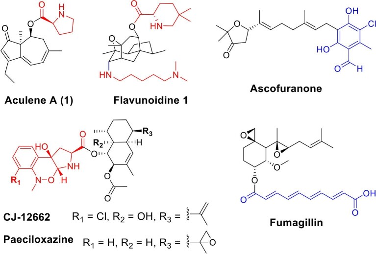 Characterization and catalytic investigation of fungal single-module nonribosomal peptide synthetase in terpene-amino acid meroterpenoid biosynthesis.
