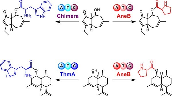 Characterization and catalytic investigation of fungal single-module nonribosomal peptide synthetase in terpene-amino acid meroterpenoid biosynthesis.