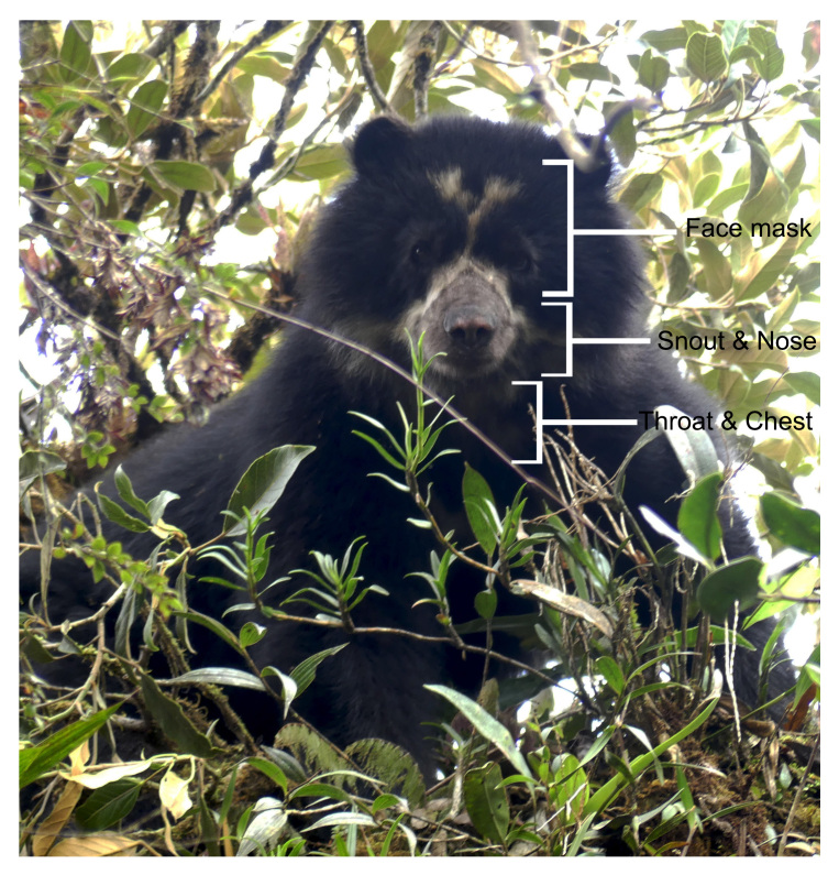 First insights in terrestrial mammals monitoring in the Candelaria and Machay Reserves in the Ecuadorian Tropical Andes.