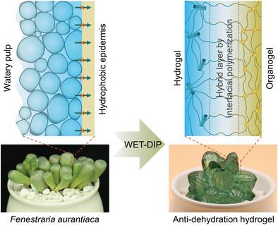 Wetting-Enabled Three-Dimensional Interfacial Polymerization (WET-DIP) for Bioinspired Anti-Dehydration Hydrogels