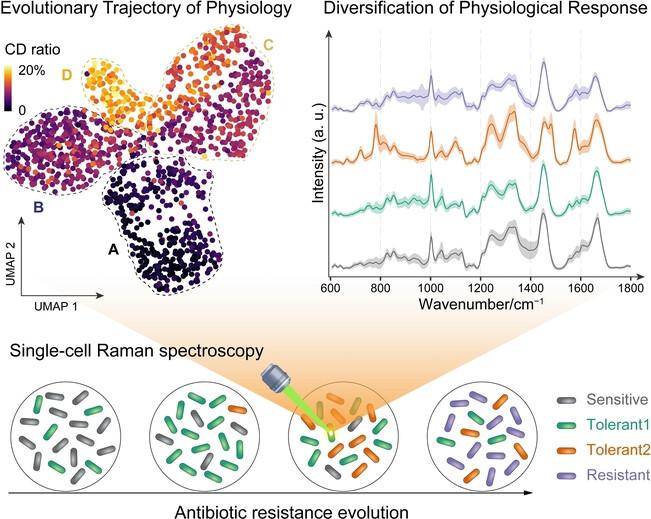 An Isotope-Labeled Single-Cell Raman Spectroscopy Approach for Tracking the Physiological Evolution Trajectory of Bacteria toward Antibiotic Resistance