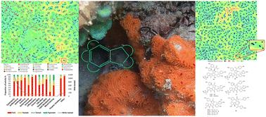 Marine indole alkaloid diversity and bioactivity. What do we know and what are we missing?†