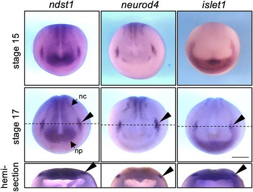 Ndst1, a heparan sulfate modification enzyme, regulates neuroectodermal patterning by enhancing Wnt signaling in Xenopus