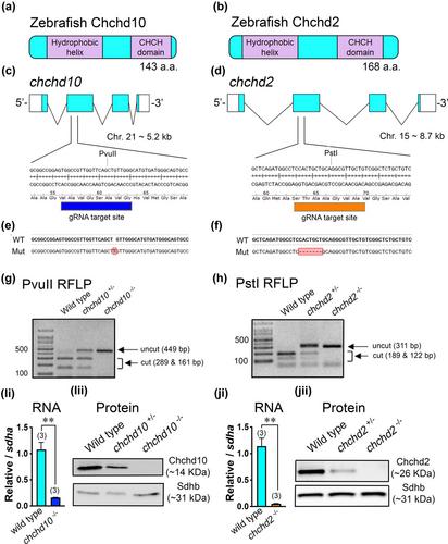 Loss of mitochondrial Chchd10 or Chchd2 in zebrafish leads to an ALS-like phenotype and Complex I deficiency independent of the mitochondrial integrated stress response