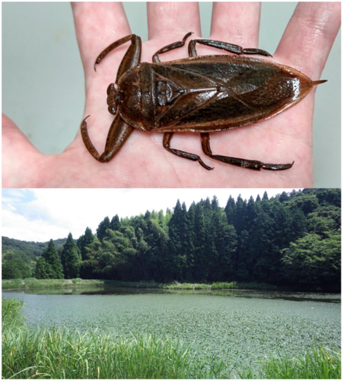 Discovery of unknown new ponds occupied by the endangered giant water bug Kirkaldyia deyrolli (Hemiptera: Heteroptera: Belostomatidae) by combining environmental DNA and capture surveys