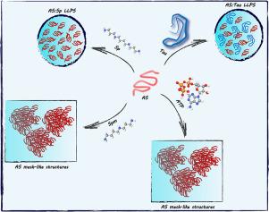 Modulation of α-synuclein phase separation by biomolecules