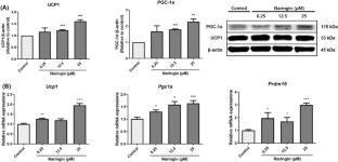 Naringin promotes fat browning mediated by UCP1 activation via the AMPK signaling pathway in 3T3-L1 adipocytes