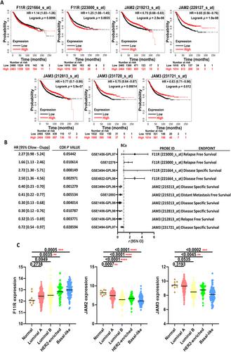 The activation of EP300 by F11R leads to EMT and acts as a prognostic factor in triple-negative breast cancers