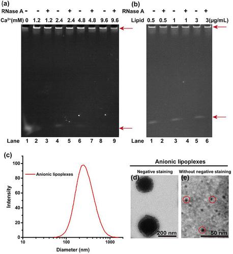 Anionic liposomes prepared without organic solvents for effective siRNA delivery