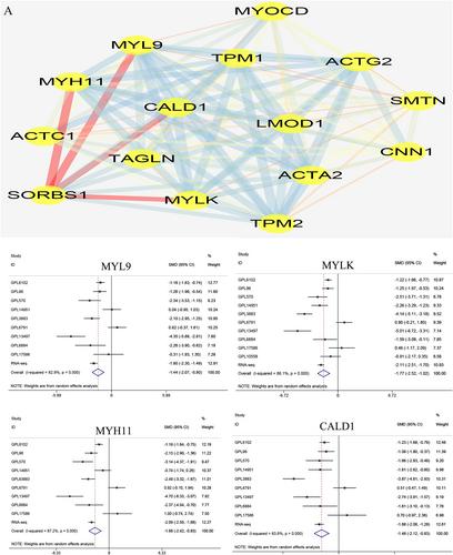 Down-regulation and clinical significance of Sorbin and SH3 domain-containing protein 1 in bladder cancer tissues