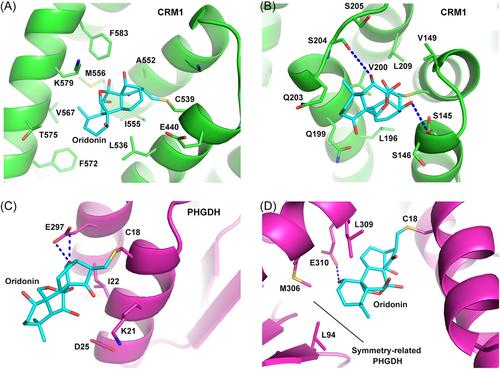 Direct cellular targets and anticancer mechanisms of the natural product oridonin