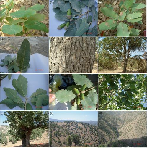 Validation of the name Quercus infectoria subsp. veneris var. pfaeffingeri (Fagaceae)