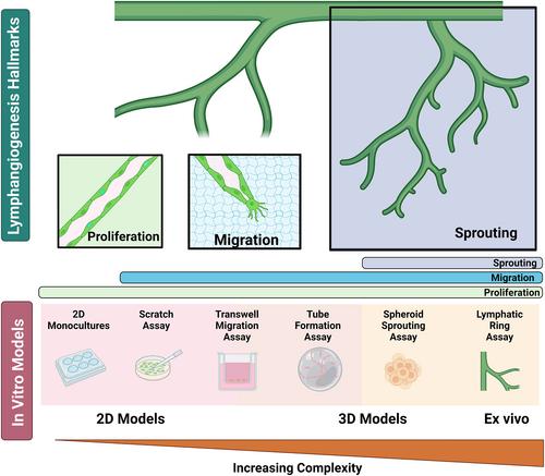 Modeling lymphangiogenesis: Pairing in vitro and in vivo metrics