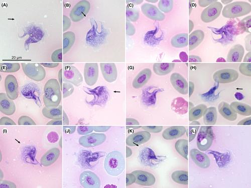 Morphological and molecular diagnosis of two new species of Trypanosoma Gruby, 1843 infecting South African cordylid lizards (Squamata: Cordylidae: Cordylinae), Trypanosoma (Squamatrypanum) ndumoensis n. sp. and Trypanosoma (Trypanosoma) tokoloshi n. sp.