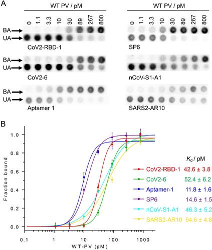 Comparative Characterization of Diverse DNA Aptamers for Recognition of Spike Proteins of Multiple SARS-CoV-2 Variants