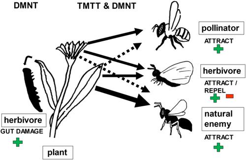 Review of the chemical ecology of homoterpenes in arthropod–plant interactions