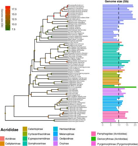 Genome size evolution in grasshoppers (Orthoptera: Caelifera: Acrididae)