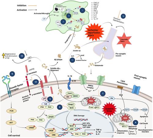 Nigella sativa and its nano-mediated approach toward management of neurodegenerative disorders: A review