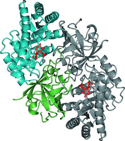 Structure of pyridoxal 5′-phosphate-bound d-threonine aldolase from Chlamydomonas reinhardtii