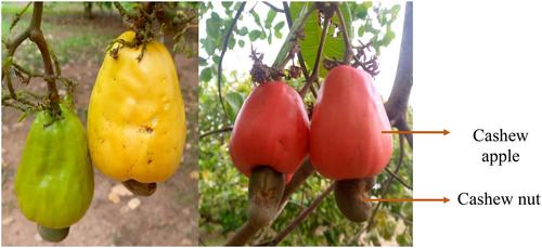 Nutritional value and health benefits of cashew apple