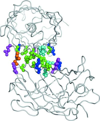 An unusual disulfide-linked dimerization in the fluorescent protein rsCherryRev1.4