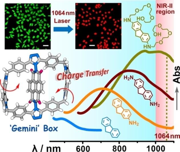 Manipulating Host-Guest Charge Transfer of a Water-Soluble Double-Cavity Cyclophane for NIR-II Photothermal Therapy