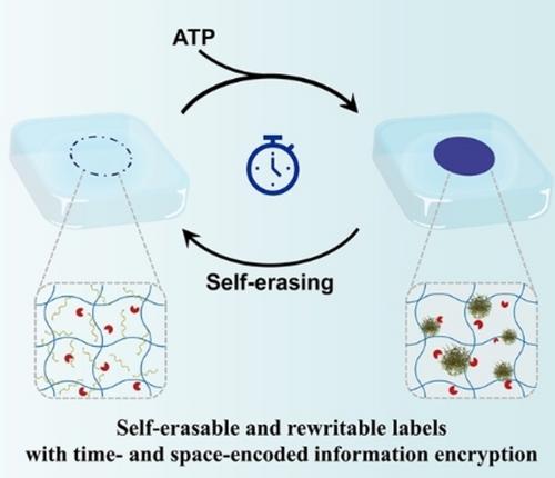 Transient Biomacromolecular Nanoparticles for Labels with Self-Erasable and Rewritable Ability