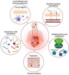 Mechanisms underlying food-related symptoms in disorders of gut-brain interaction: Course ahead in research and clinical practice