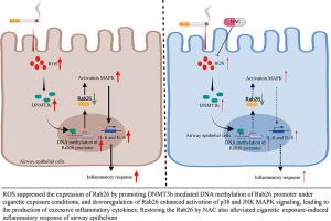 ROS induced the Rab26 promoter hypermethylation to promote cigarette smoking-induced airway epithelial inflammation of COPD through activation of MAPK signaling