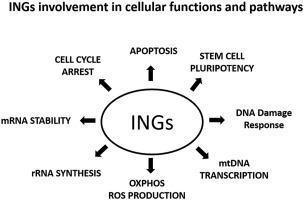 Newly identified tumor suppressor functions of ING proteins