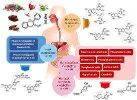 Revisiting the bioavailability of flavan-3-ols in humans: A systematic review and comprehensive data analysis