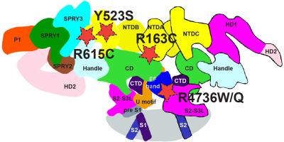 Three-dimensional perspective on ryanodine receptor mutations causing skeletal and cardiac muscle-related diseases