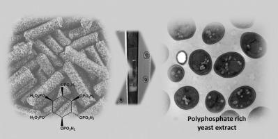 Biotechnological production of food-grade polyphosphate from deoiled seeds and bran