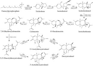 Deoxynivalenol accumulation and detoxification in cereals and its potential role in wheat–Fusarium graminearum interactions