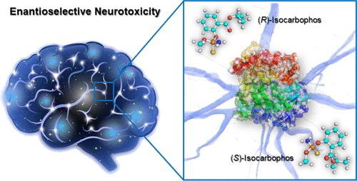 Dissecting the Enantioselective Neurotoxicity of Isocarbophos: Chiral Insight from Cellular, Molecular, and Computational Investigations