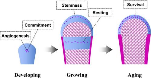 Do not overwork: cellular communication network factor 3 for life in cartilage