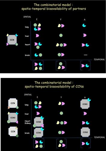 Time has come to address the spatiotemporal combinatorial model for CCN proteins biological activitites by spatial transcriptomics and genome wide association studies