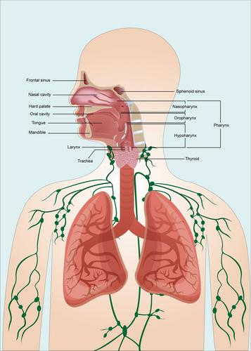 Emerging roles of circular RNAs in the invasion and metastasis of head and neck cancer: Possible functions and mechanisms