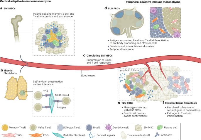 The advent of immune stimulating CAFs in cancer