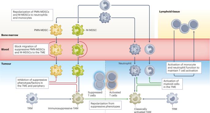 Therapeutic targeting of tumour myeloid cells