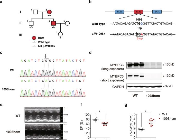 Homology-directed repair of an MYBPC3 gene mutation in a rat model of hypertrophic cardiomyopathy