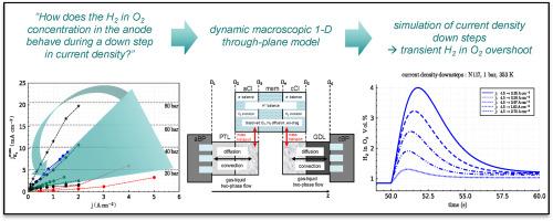 Transient hydrogen crossover in dynamically operated PEM water electrolysis cells - A model-based analysis