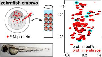 High resolution protein in-cell NMR in zebrafish embryos