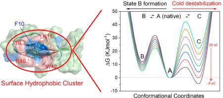 Plant defensins as a model to study the thermostability of surface hydrophobic clusters: The Pisum sativum defensin 2 (Psd2)