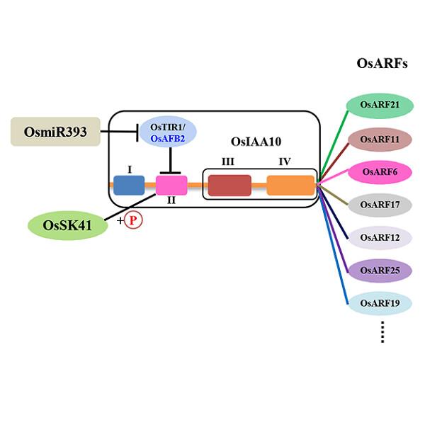 Auxin signaling module OsSK41-OsIAA10-OsARF regulates grain yield traits in rice