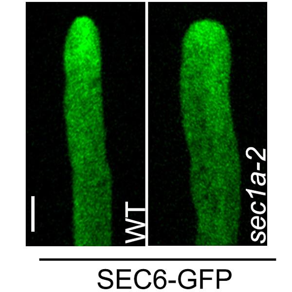 SEC1A and SEC6 synergistically regulate pollen tube polar growth